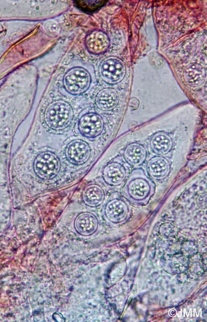 Choiromyces meandriformis